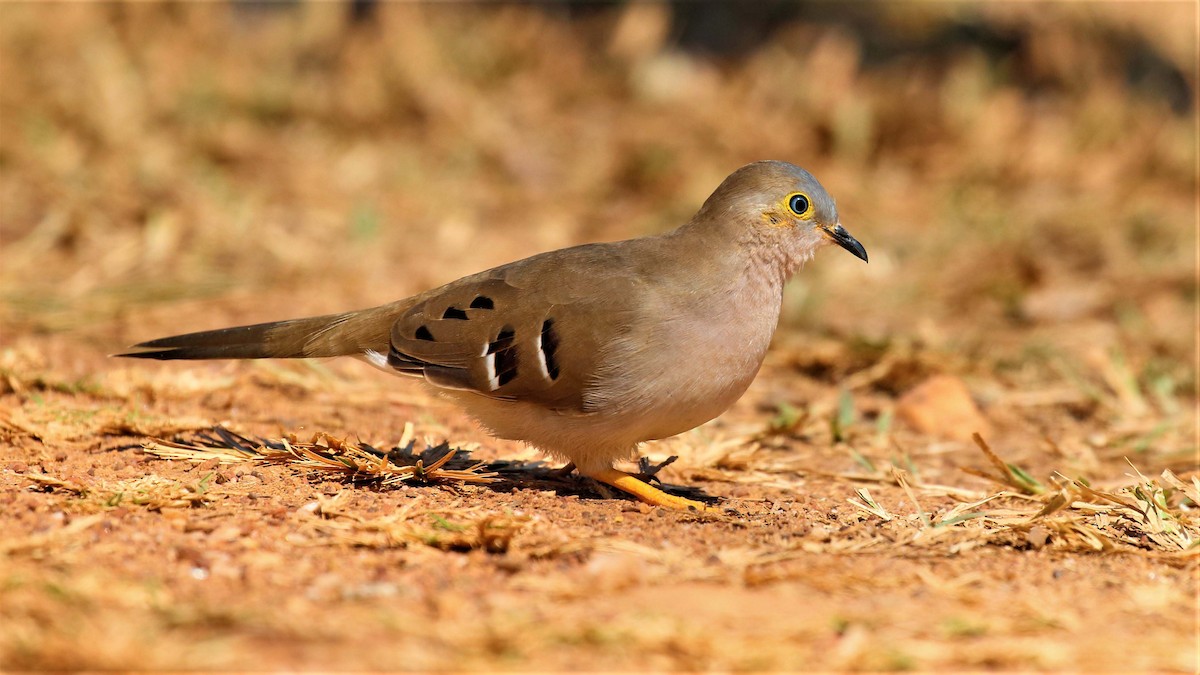 Long-tailed Ground Dove - Jose Luis Blázquez