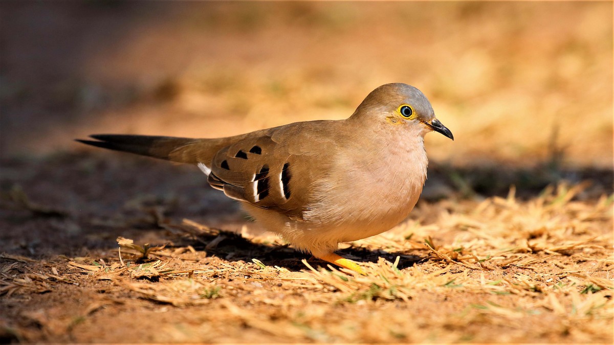 Long-tailed Ground Dove - Jose Luis Blázquez