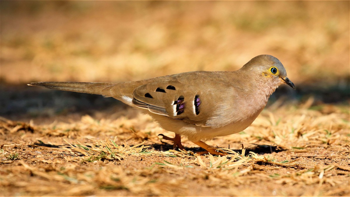 Long-tailed Ground Dove - ML116176031