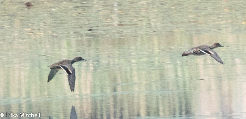 Green-winged Teal - ML116177101