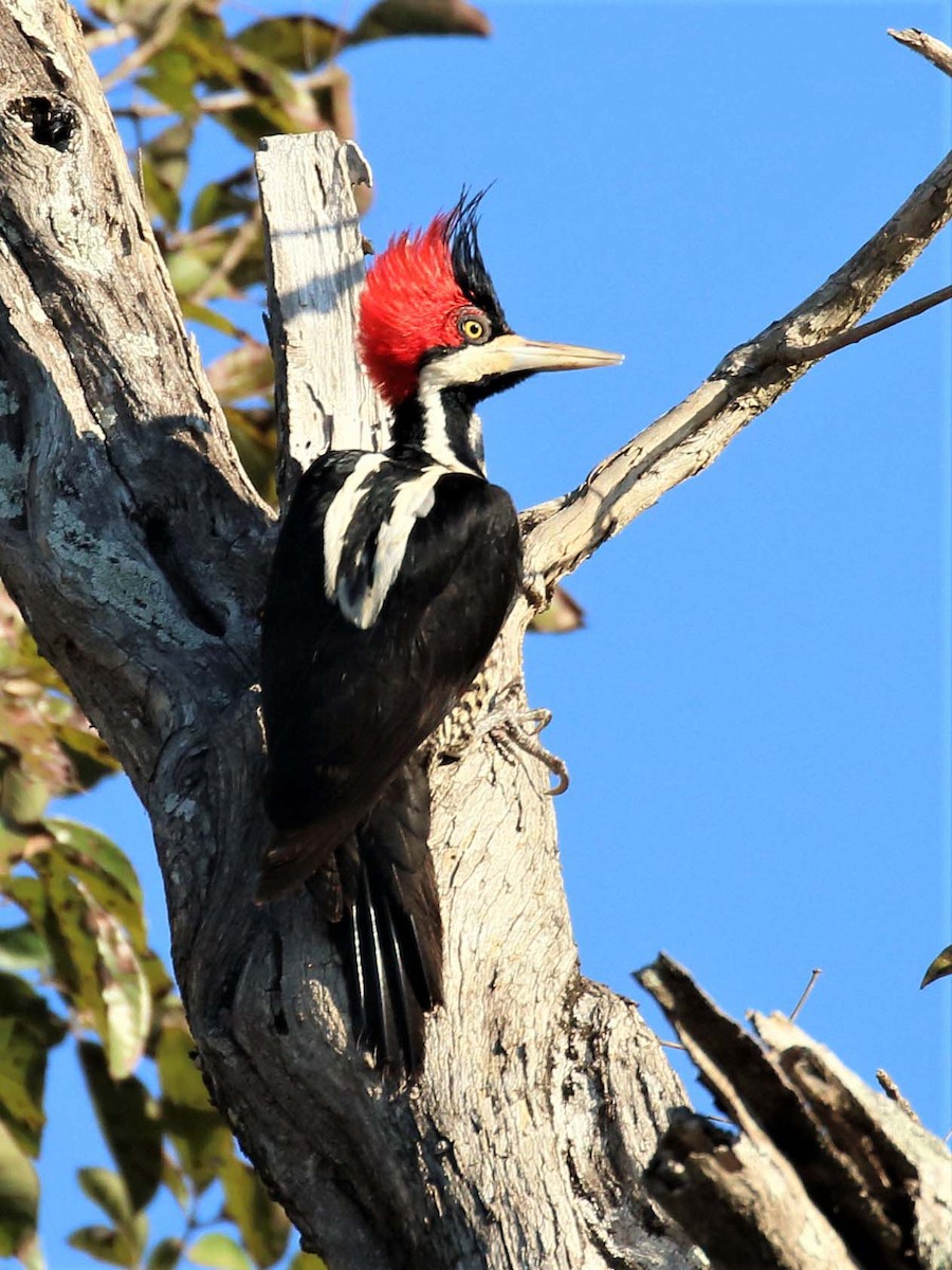 Crimson-crested Woodpecker - ML116177301