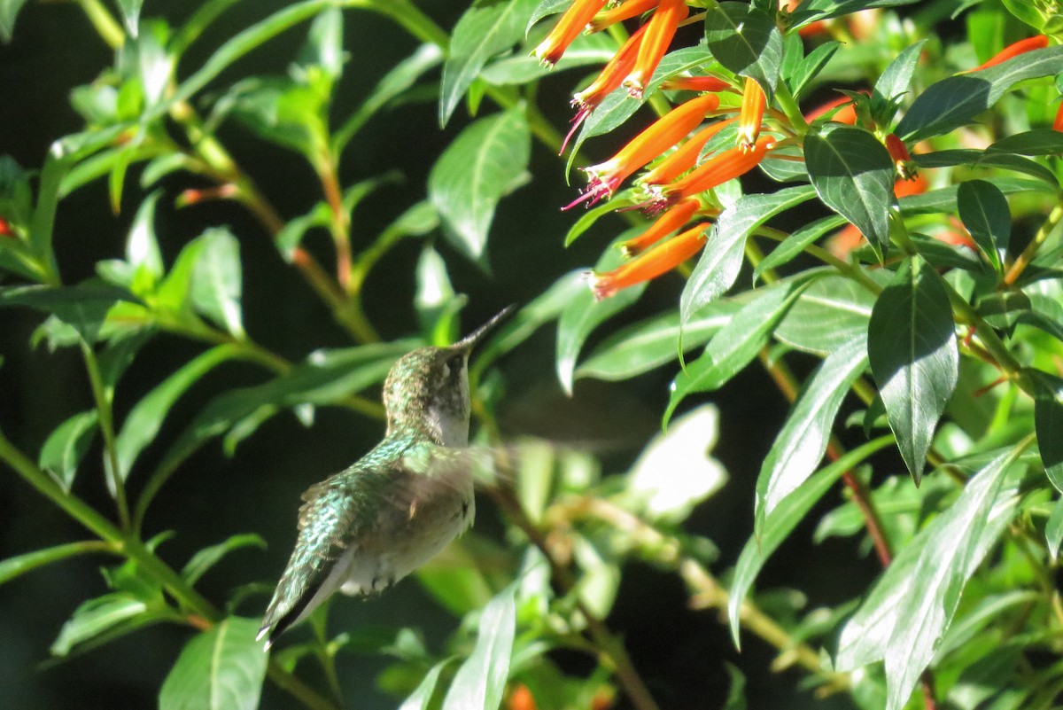Ruby-throated Hummingbird - ML116178231