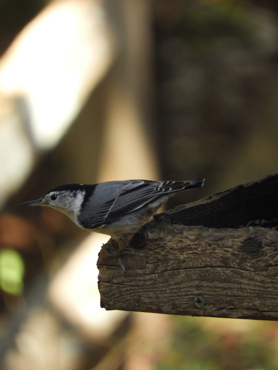 White-breasted Nuthatch - Susan Grantham