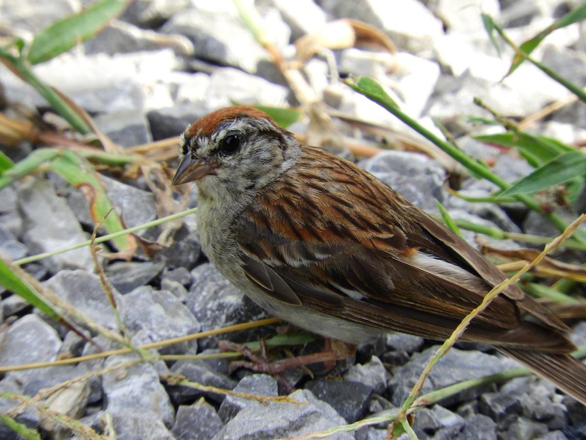 Chipping Sparrow - Susan Grantham