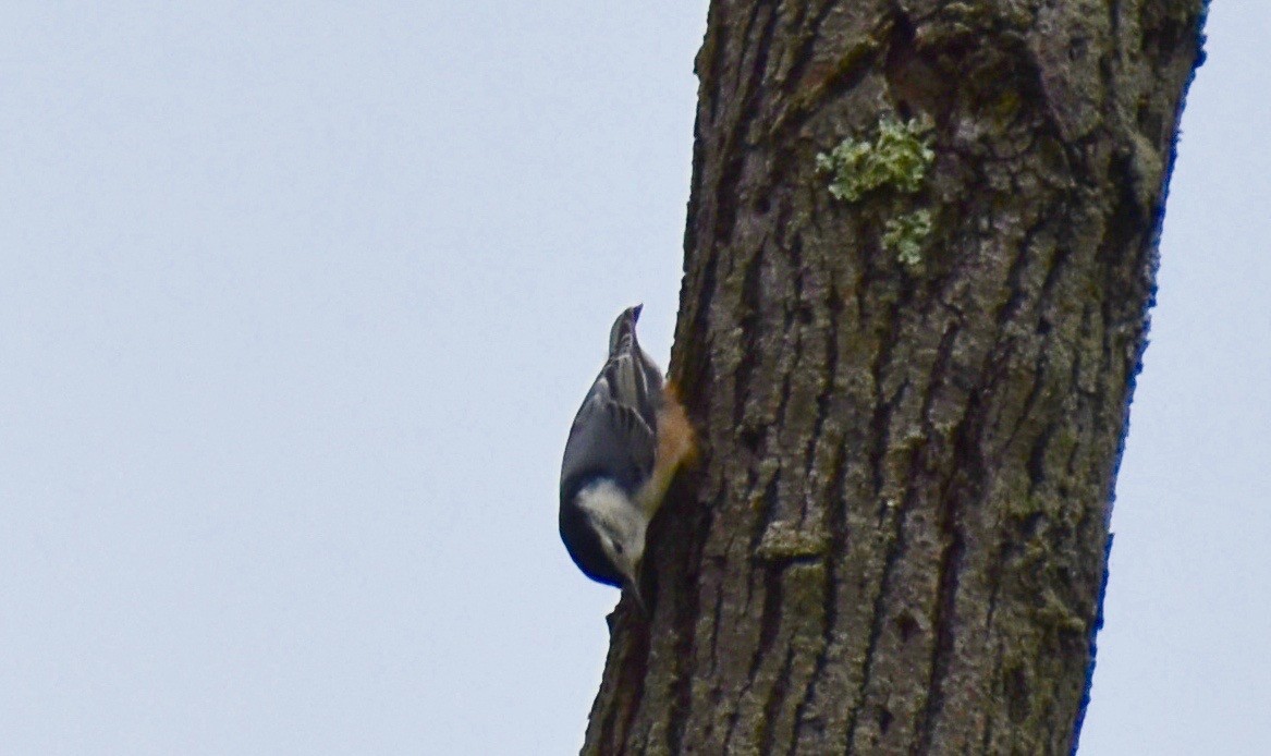 White-breasted Nuthatch - Lisa Kaufman