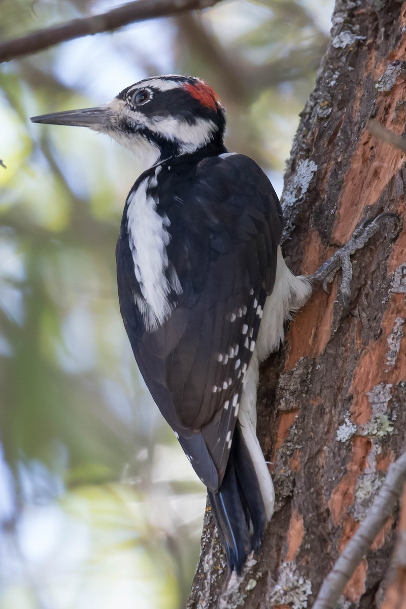 Hairy Woodpecker - Patricia Clark