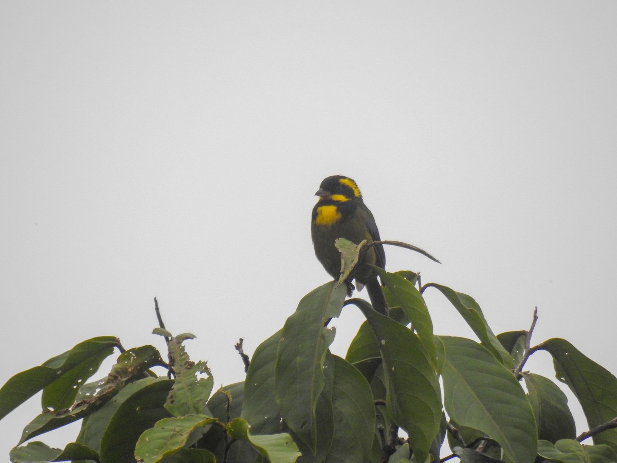 Gold-ringed Tanager - Carlos Ao Martínez T