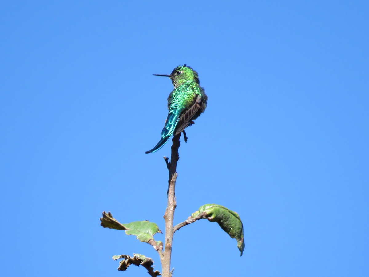 Long-tailed Sylph - ML116186211