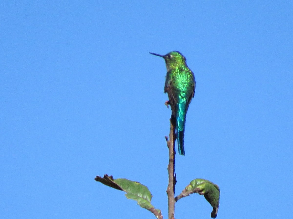 Long-tailed Sylph - ML116186221