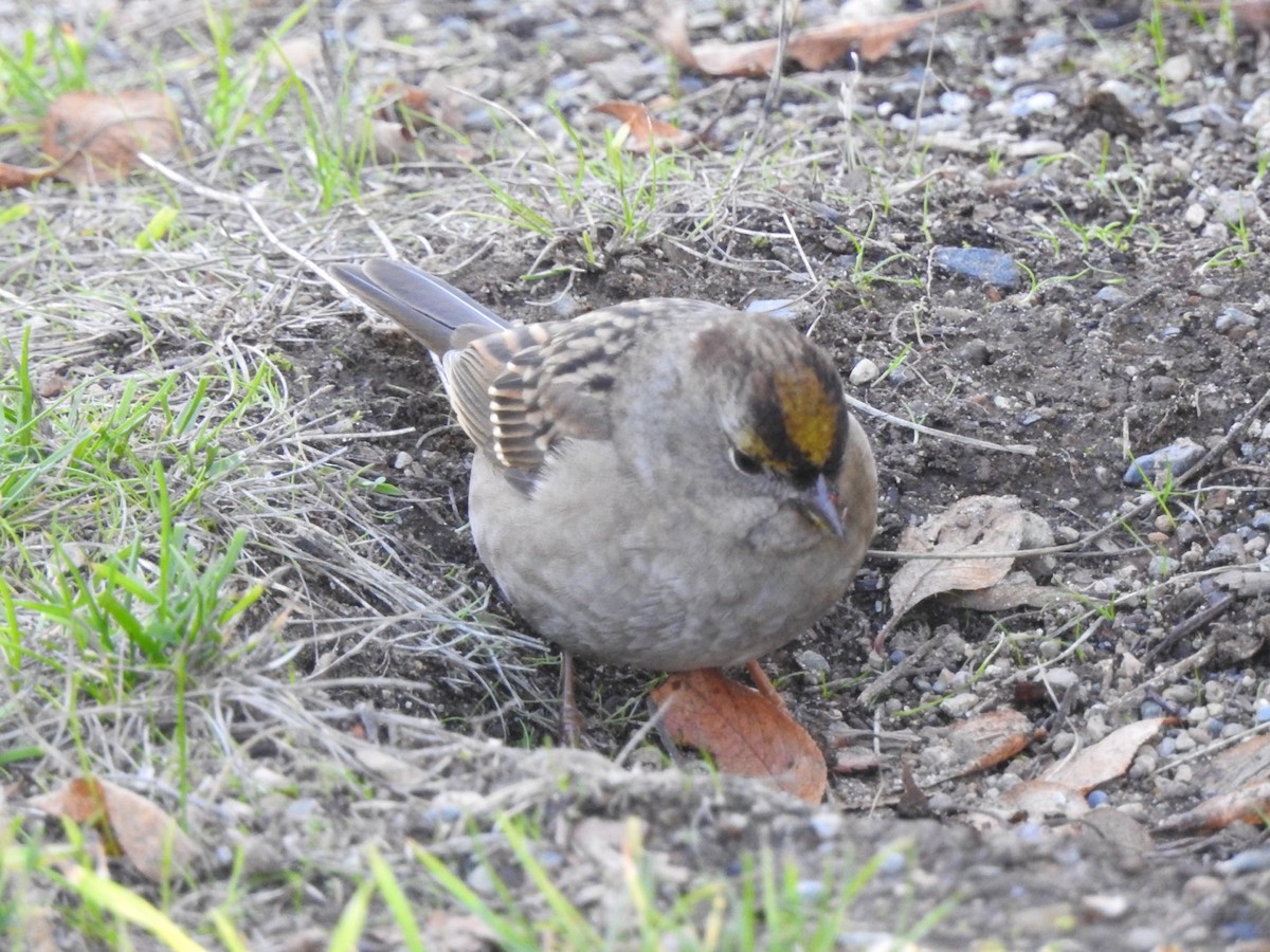 Golden-crowned Sparrow - David Baird