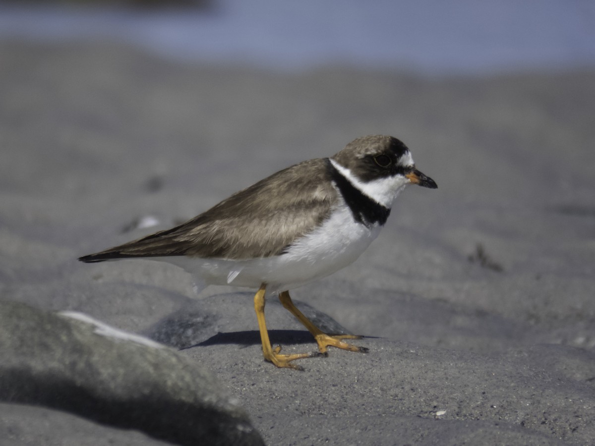 Semipalmated Plover - ML116186891