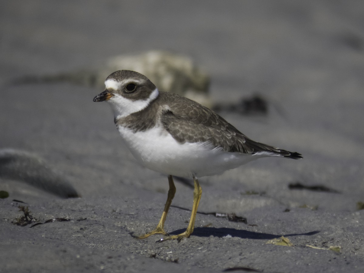 Semipalmated Plover - ML116186901