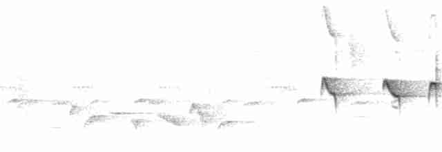 Strichelkopf-Ameisenfänger - ML116188731