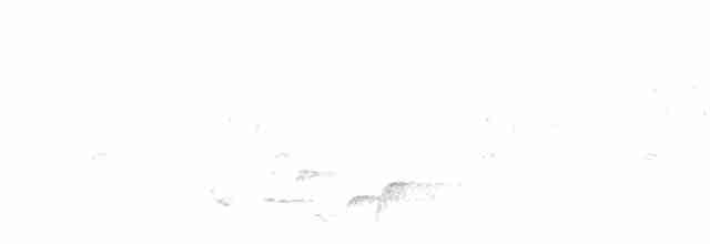 Strichelkopf-Ameisenfänger - ML116189271