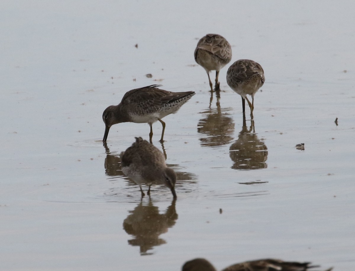 Long-billed Dowitcher - ML116189541