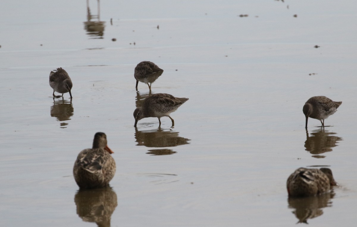 Long-billed Dowitcher - ML116189551