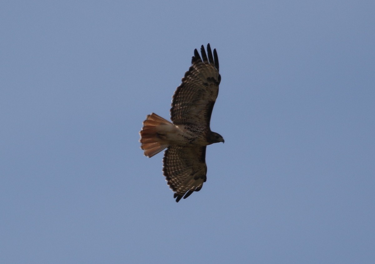 Red-tailed Hawk - ML116190611