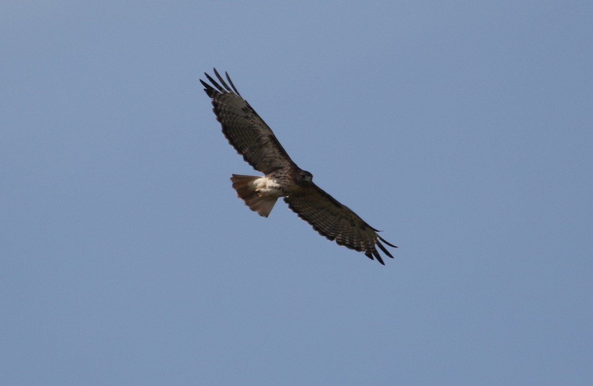 Red-tailed Hawk - ML116190621