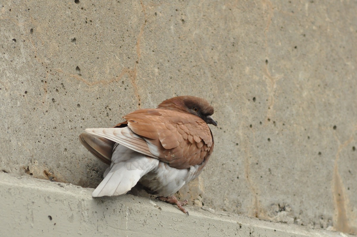 Rock Pigeon (Feral Pigeon) - ML116191631