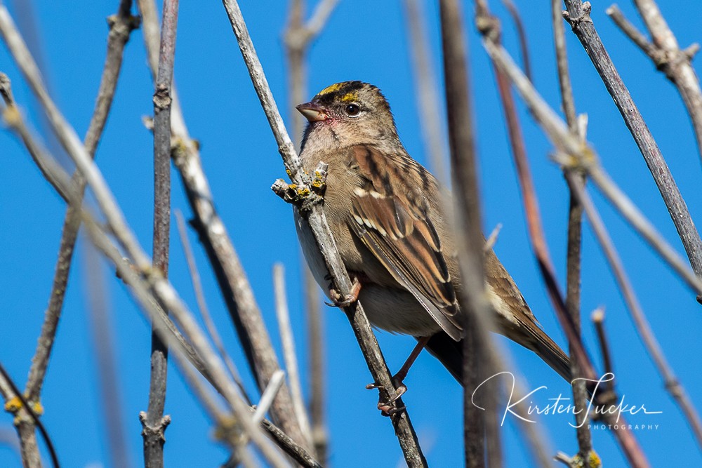 Golden-crowned Sparrow - Kirsten Tucker
