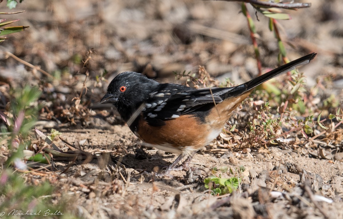 Spotted Towhee - ML116194471