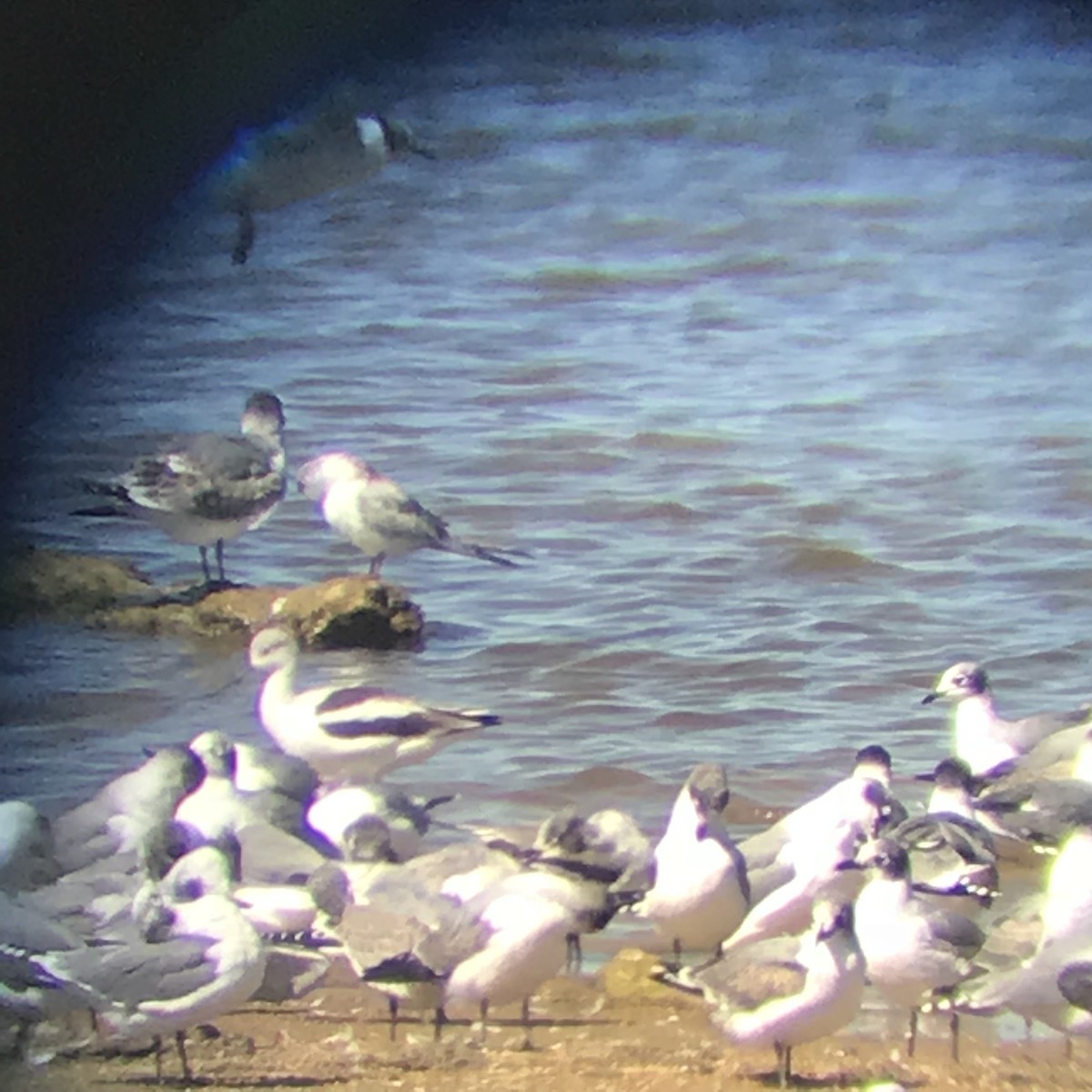 ebird-checklist-22-sep-2018-smithville-lake-crows-creek-campground