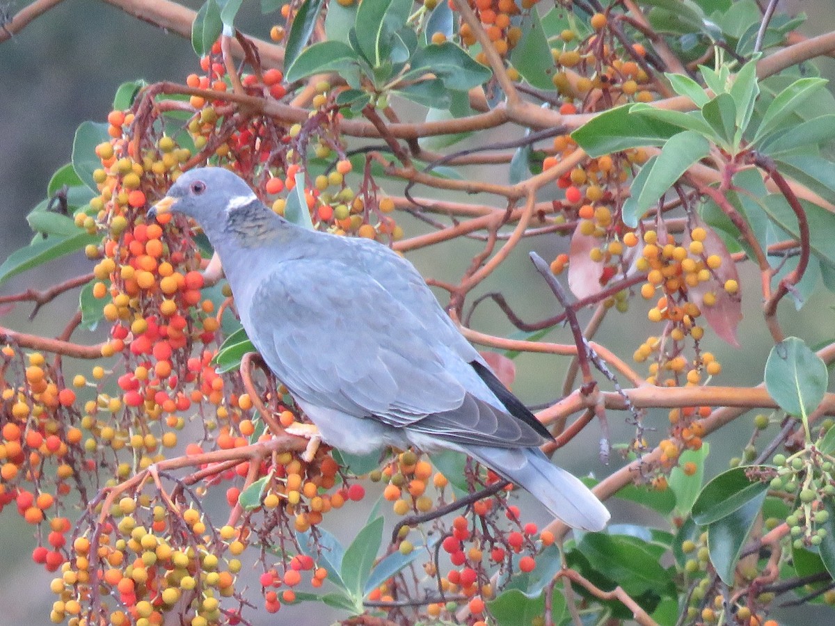 Band-tailed Pigeon - ML116197961