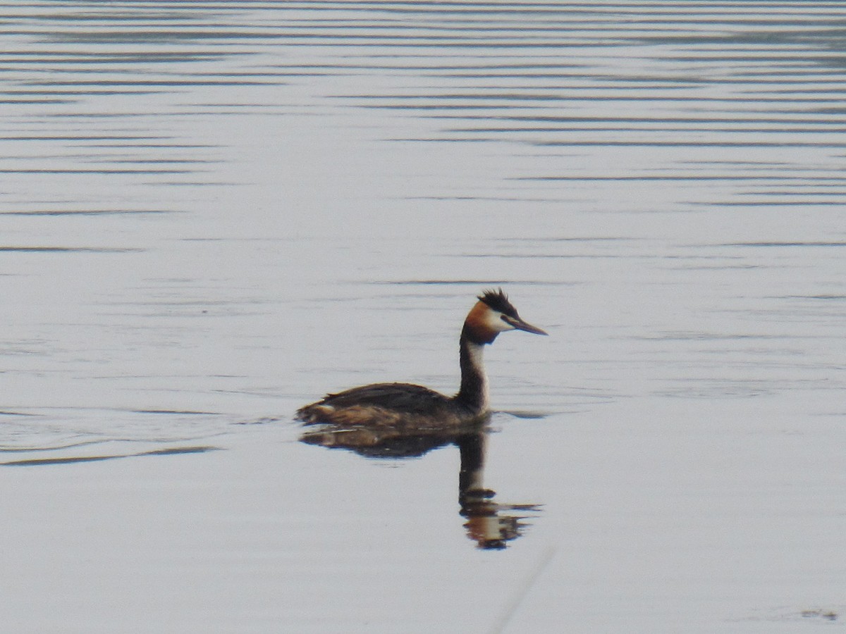 Great Crested Grebe - ML116198691