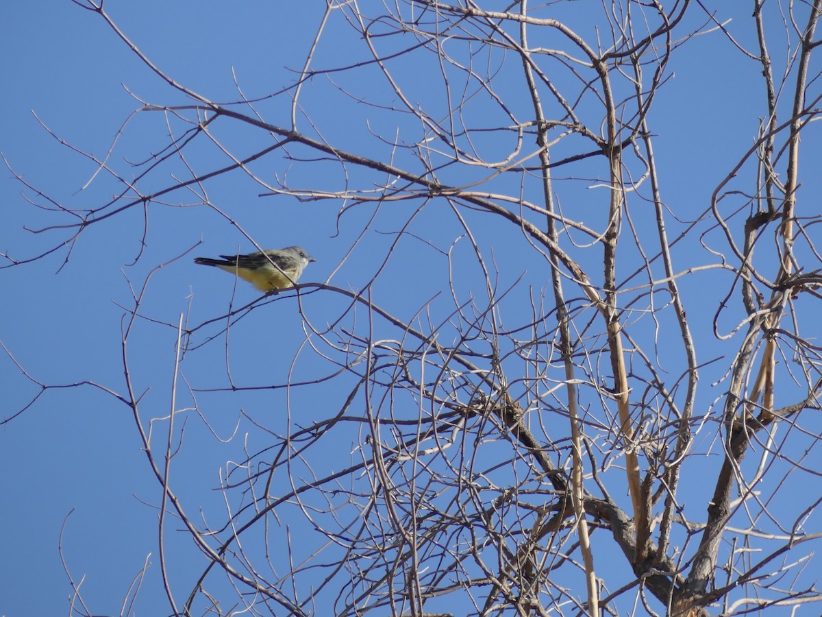 yellow-bellied kingbird sp. - ML116200061