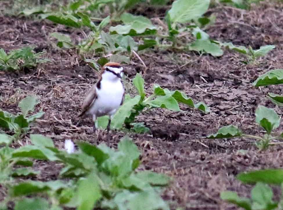 Red-capped Plover - ML116201651