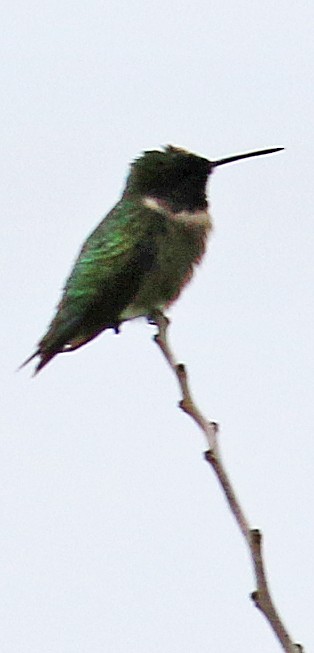 Black-chinned Hummingbird - Gary Binderim