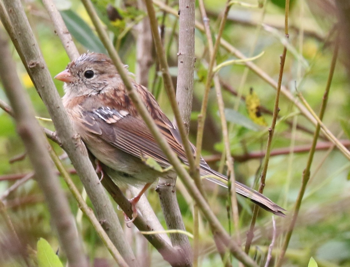 Field Sparrow - kevin dougherty
