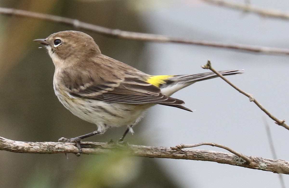 Yellow-rumped Warbler - kevin dougherty