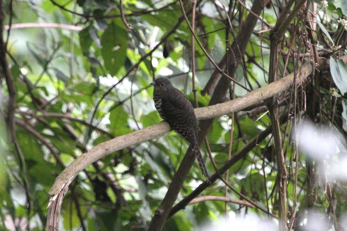 Barred Long-tailed Cuckoo - ML116203601
