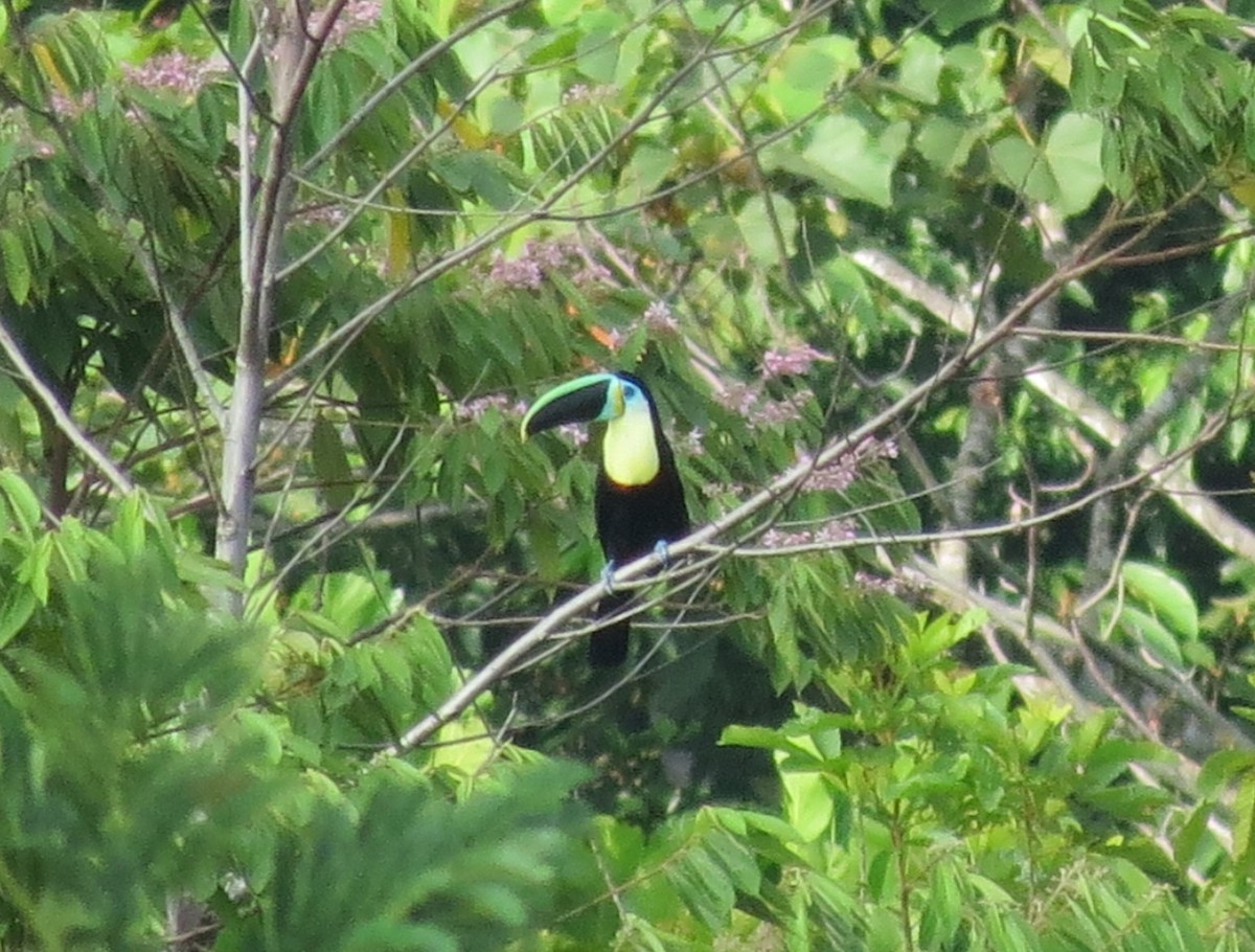 Channel-billed Toucan (Citron-throated) - ML116203981