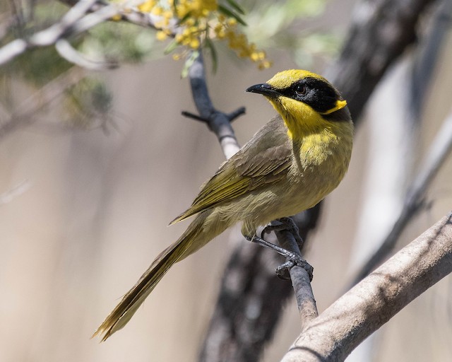 Yellow Tufted Honeyeater Ebird