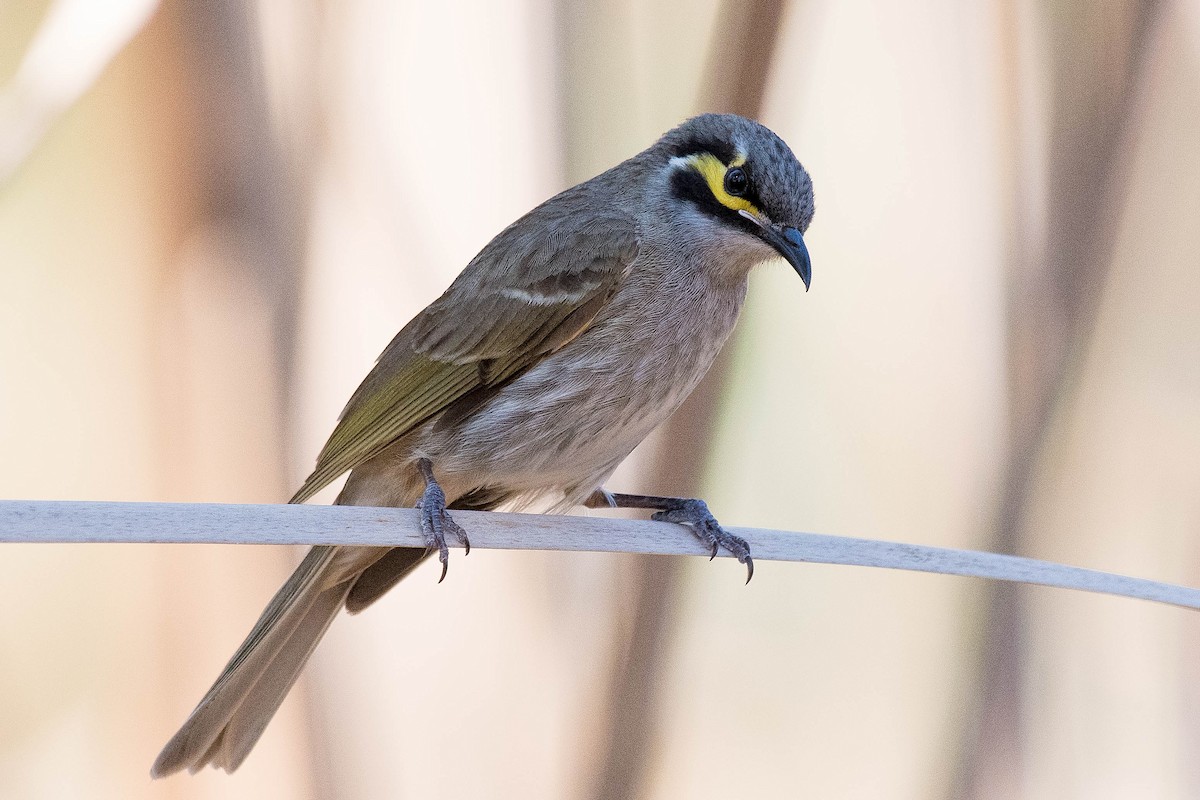 Yellow-faced Honeyeater - Terence Alexander