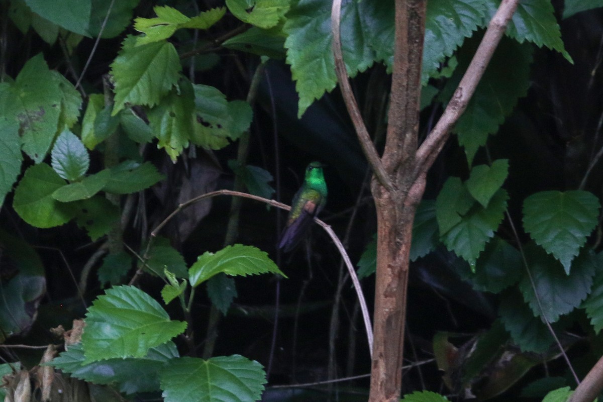 Stripe-tailed Hummingbird - David Garrigues