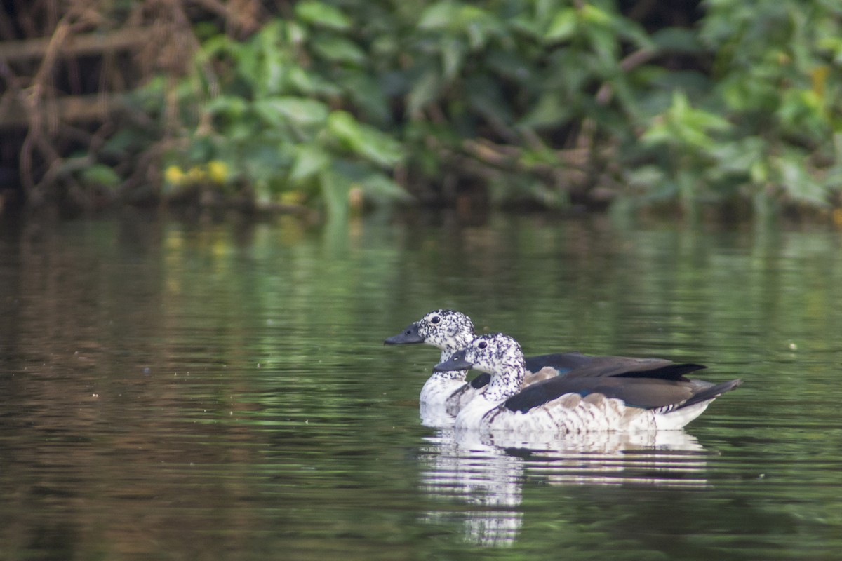 Knob-billed Duck - Ruturaj Kumbhar