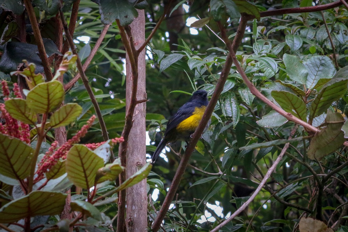 Black-and-yellow Silky-flycatcher - David Garrigues