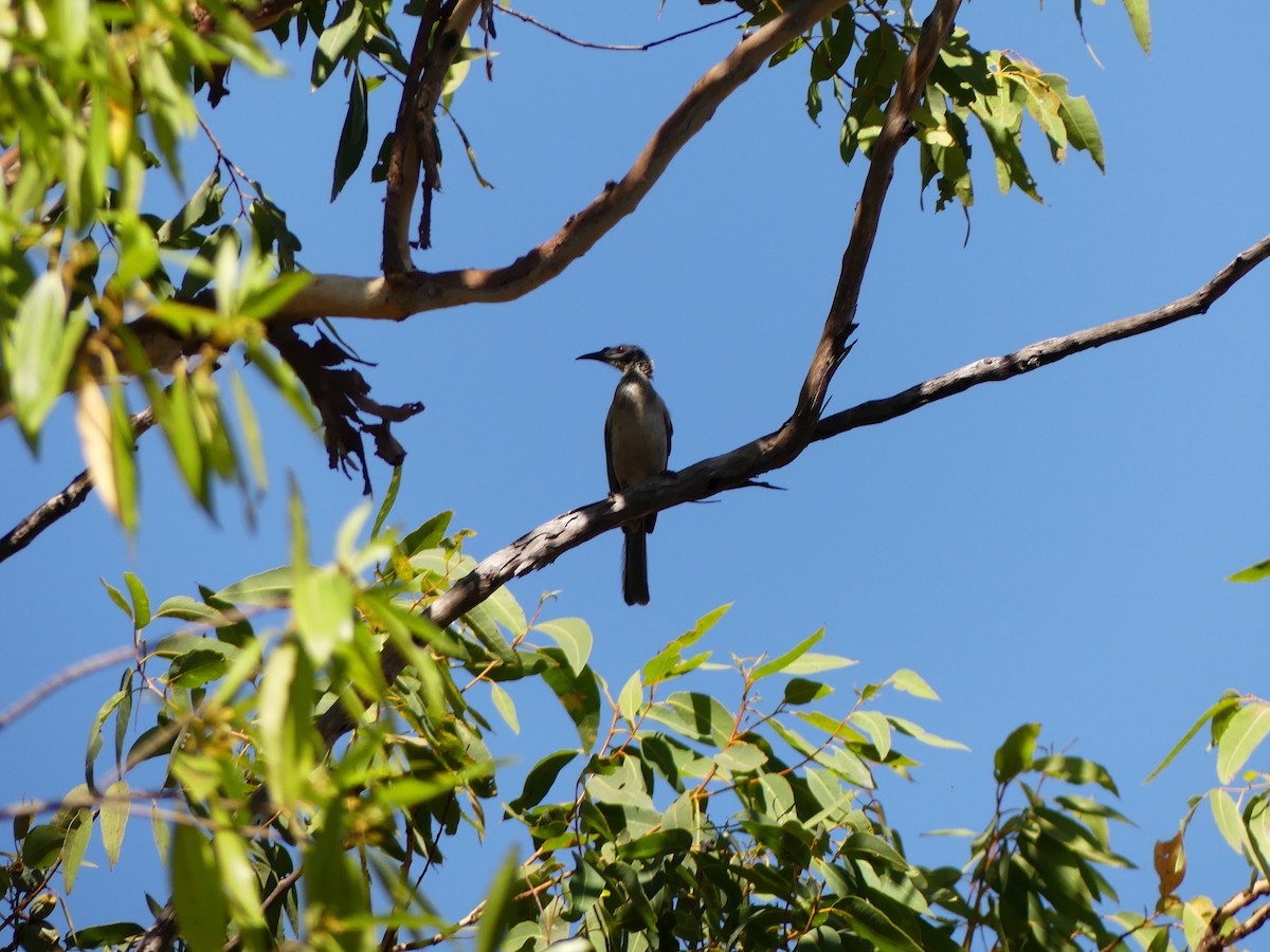 Silver-crowned Friarbird - Nige Hartley