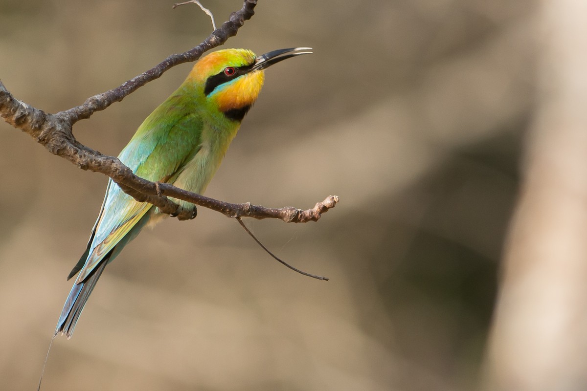 Rainbow Bee-eater - John  Van Doorn