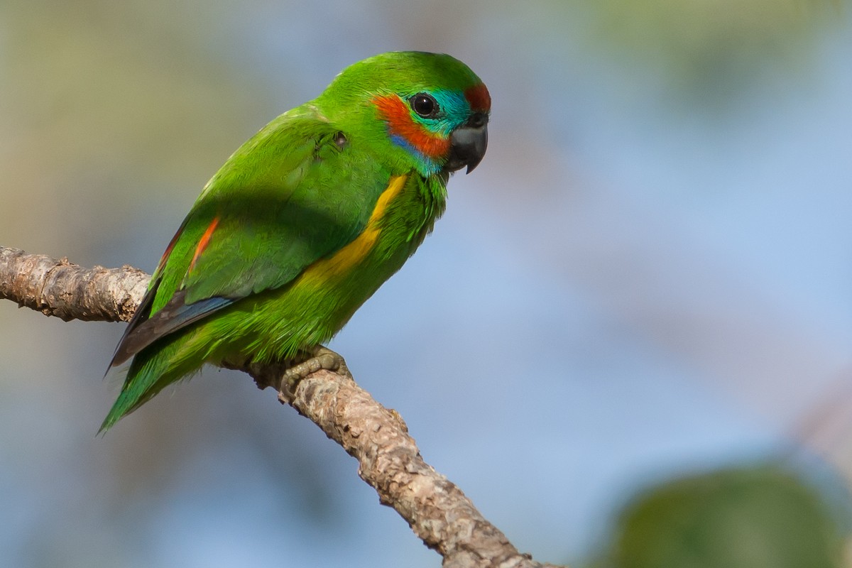 Double-eyed Fig-Parrot - ML116212951