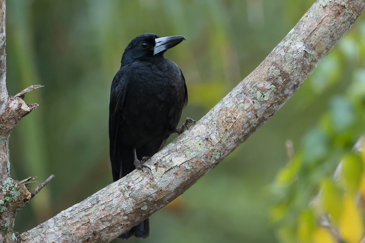 Black Butcherbird - John  Van Doorn