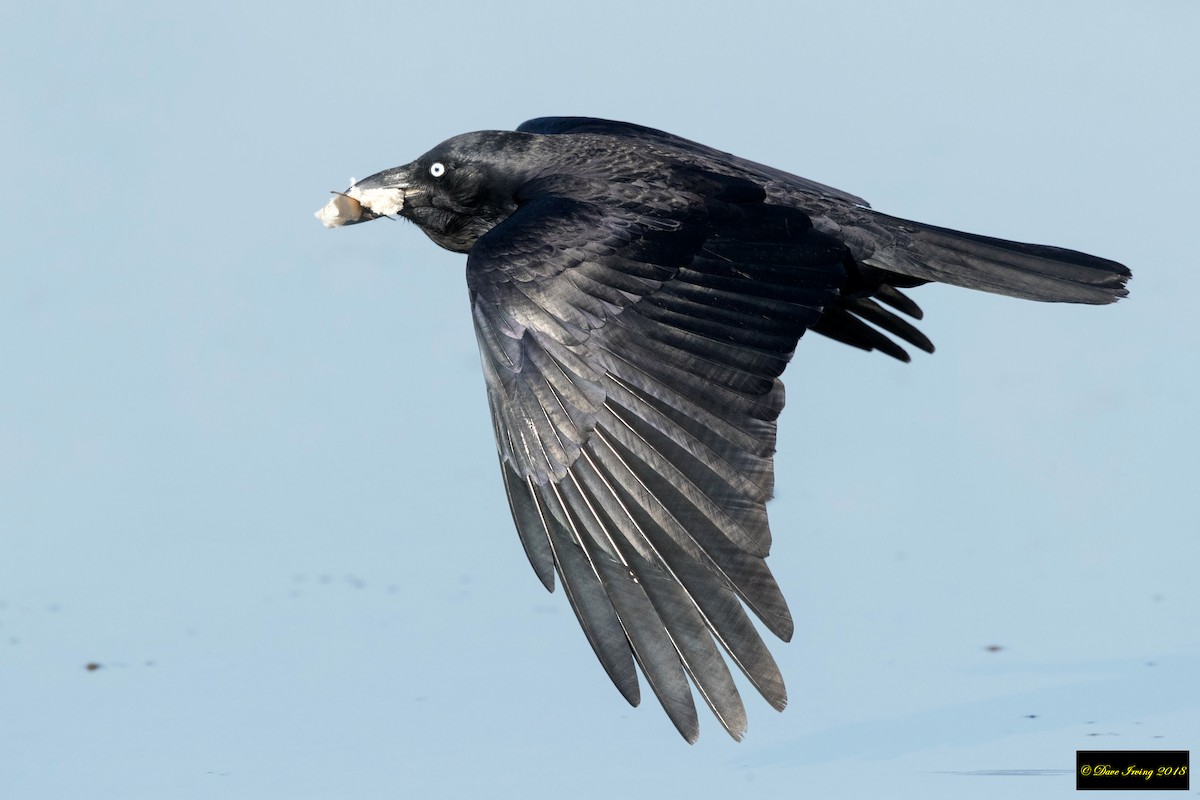 Australian Raven - David Irving
