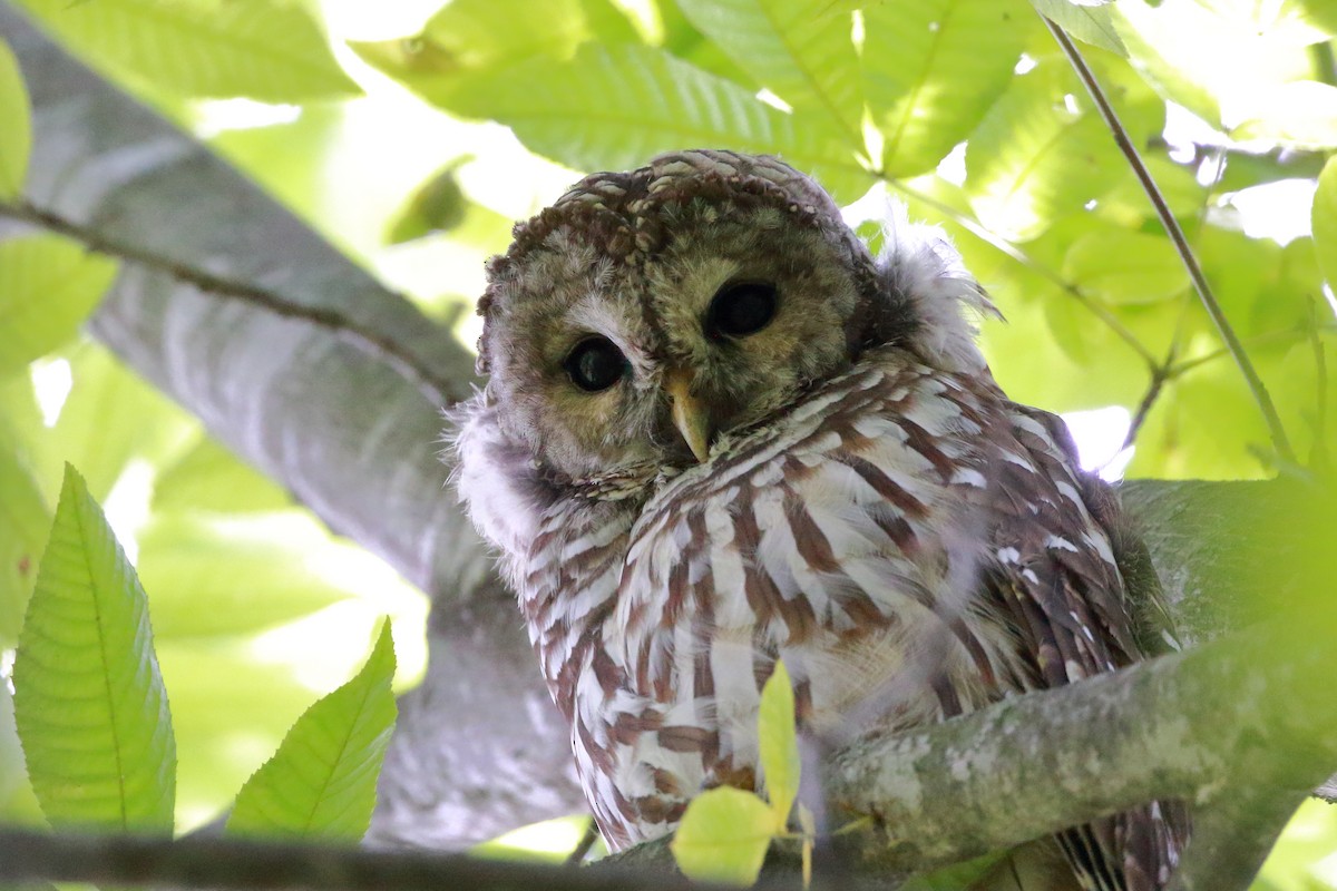 Barred Owl - David Bird