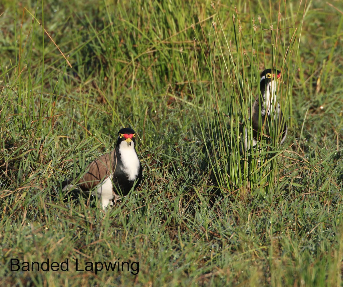 Banded Lapwing - ML116215141
