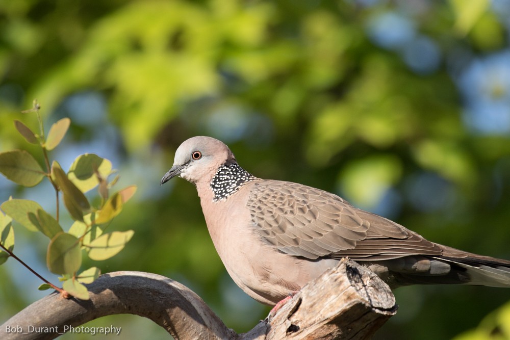 Spotted Dove - ML116215601