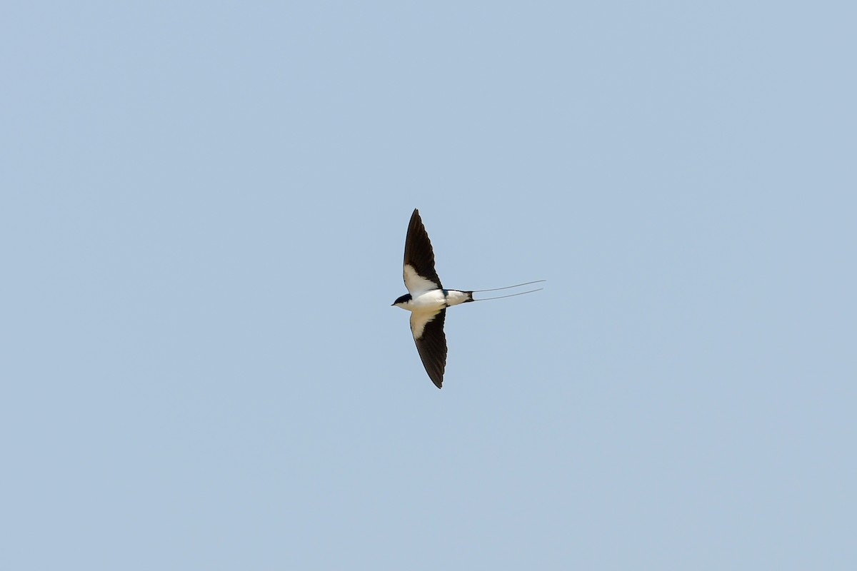Wire-tailed Swallow - Prem Raut