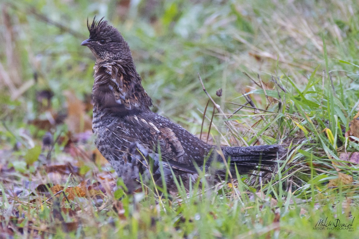 Ruffed Grouse - Mitch (Michel) Doucet